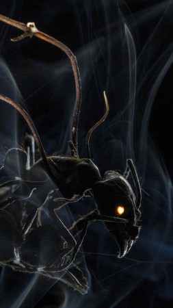 Ant, 4k, 5k wallpaper, HD, macro, smoke (vertical)