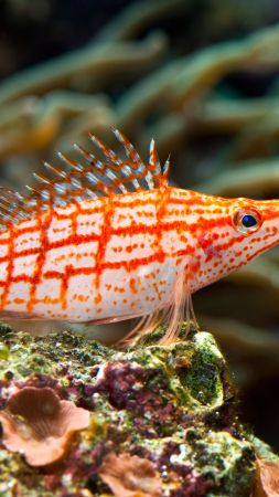 longnose hawkfish, underwater, Best Diving Sites (vertical)