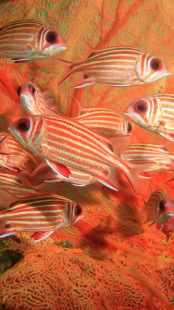 Coral hind, corals, underwater (vertical)