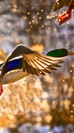 Duck, flight, drops, sun (vertical)