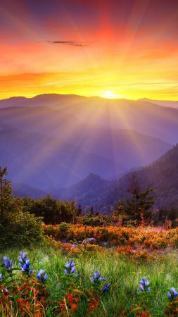 New Zealand, 5k, 4k wallpaper, 8k, mountain, sunset, flowers, field (vertical)