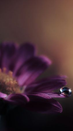 Gerbera, HD, 4k wallpaper, flower, dew (vertical)