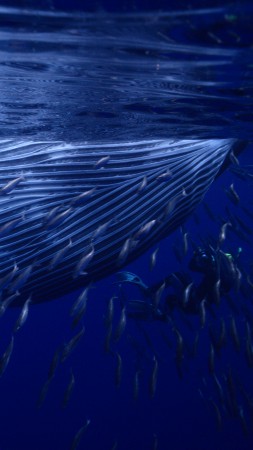 Whale, underwater, best diveng places 2017 (vertical)