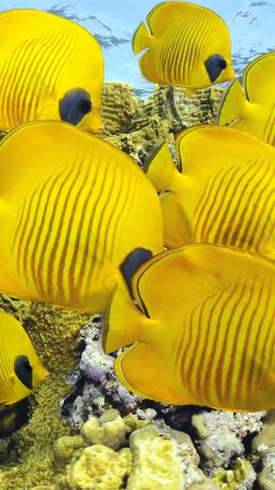 Butterflyfish, underwater, coral, Best Diving Sites (vertical)