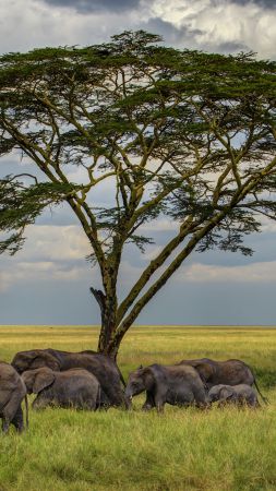 Elephant, 5k, 4k wallpaper, savanna, tree, clouds (vertical)