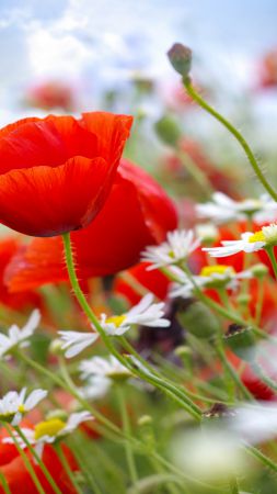 Poppy, 5k, 4k wallpaper, 8k, meadows, wildflowers (vertical)