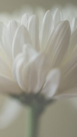 Aster, 5k, 4k wallpaper, macro, petals, white (vertical)