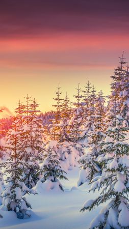Pines, 5k, 4k wallpaper, 8k, snow, sunset, winter (vertical)