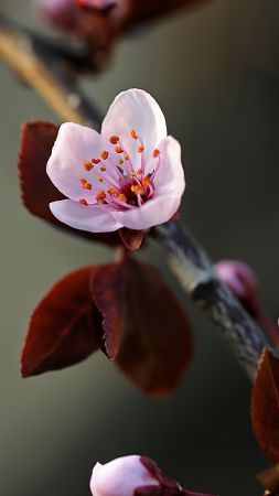 Blossom, HD, 4k wallpaper, flowers, macro (vertical)