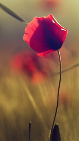 Poppy, 5k, 4k wallpaper, flowers, blur (vertical)