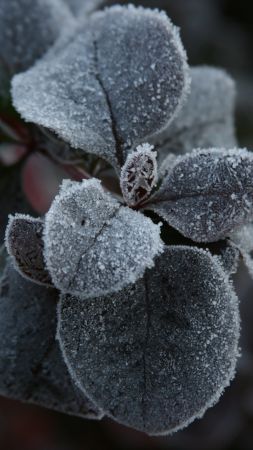 Red Geranium, 5k, 4k wallpaper, macro, flowers, frost (vertical)