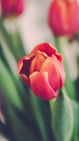 Tulips, 5k, 4k wallpaper, flowers (vertical)