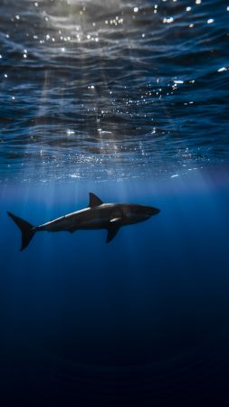 Shark, Atlantic ocean, underwater, Best Diving Sites (vertical)