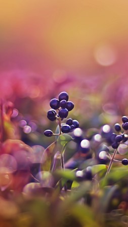 berries, 5k, 4k wallpaper, leaves, macro, bokeh, pink (vertical)