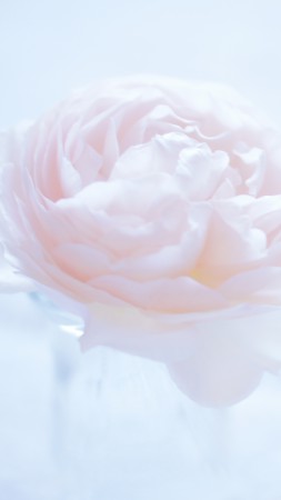 Camellia, 5k, 4k wallpaper, 8k, flower, pink (vertical)