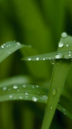 Grass, HD, 4k wallpaper, macro, drops, green (vertical)