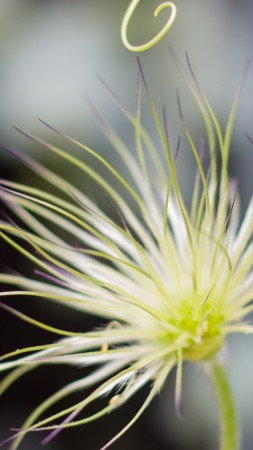 Flowers, 5k, 4k wallpaper, macro, blur (vertical)