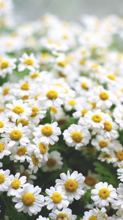 Daisies, 5k, 4k wallpaper, flowers, spring (vertical)