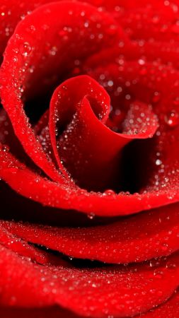 Rose, 5k, 4k wallpaper, macro, red (vertical)