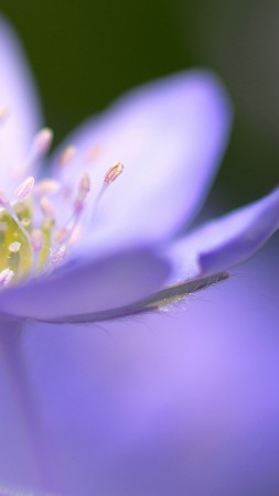 Violet, 5k, 4k wallpaper, flowers, macro (vertical)