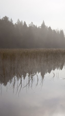 River, 5k, 4k wallpaper, fog, trees, sky (vertical)