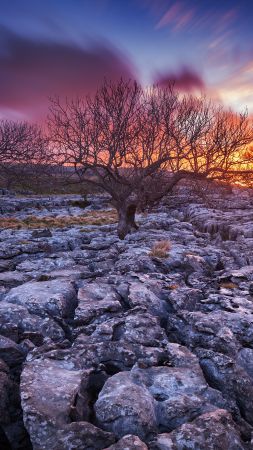 Rocks, 5k, 4k wallpaper, trees, sunset, clouds (vertical)