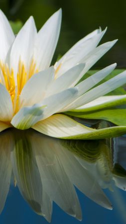 Lotus, 5k, 4k wallpaper, flowers, lake, river (vertical)