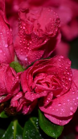 Roses, 5k, 4k wallpaper, flowers, drops, red (vertical)