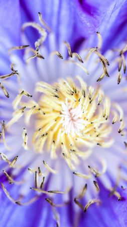 Clematis, 5k, 4k wallpaper, flowers, macro, purple (vertical)