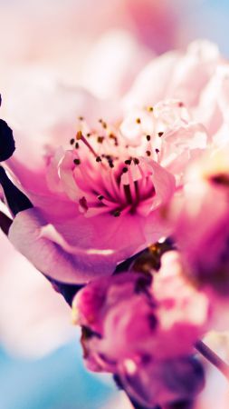 Cherry, 4k, 5k wallpaper, blossom, branch, spring, pink (vertical)