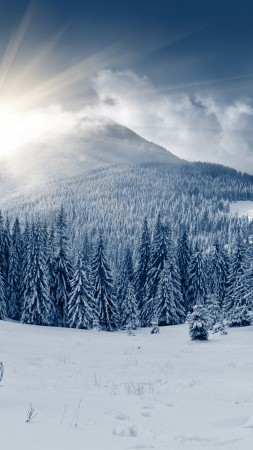 winter forest, 5k, 4k wallpaper, mountain, sun, snow, fir-trees (vertical)