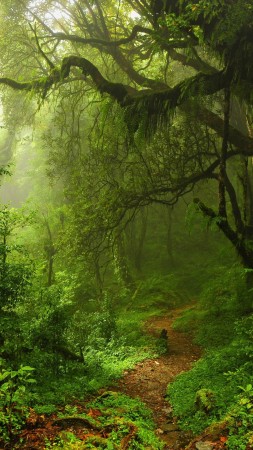 summer forest, 5k, 4k wallpaper, green, trees, leaves, grass (vertical)