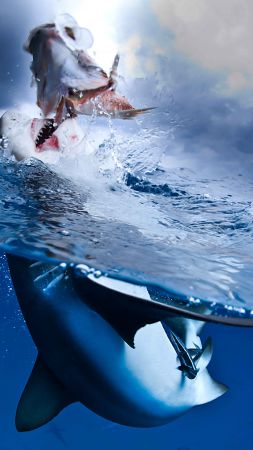 Caribbean Reef, Shark, diving, tourism, travel, split shot (vertical)