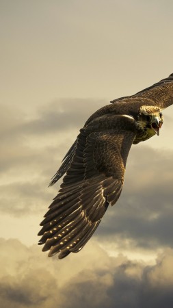 Hawk, 4k, HD wallpaper, sky, clouds, fly, gray (vertical)