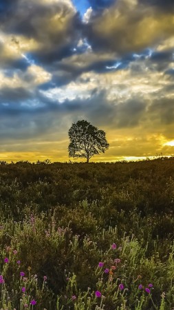 Meadows, 5k, 4k wallpaper, 8k, wildflowers, sunset, trees, clouds (vertical)