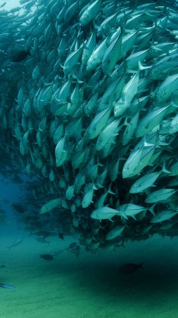 Cabo Pulmo National Park, Mexico, 5k, 4k wallpaper, diving, fish, booking, rest, travel, vacation, ocean, beach, Kimbe Bay, Papua, New Guinea, Silfra, Iceland, Truk Lagoon, Micronesia, World's best diving sites (vertical)