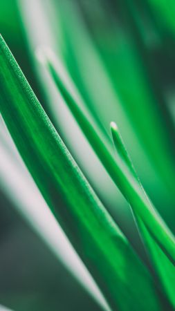 Grass, 5k, 4k wallpaper, macro, green (vertical)