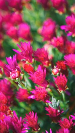 Wildflowers, 5k, 4k wallpaper, meadows, flowers, pink (vertical)