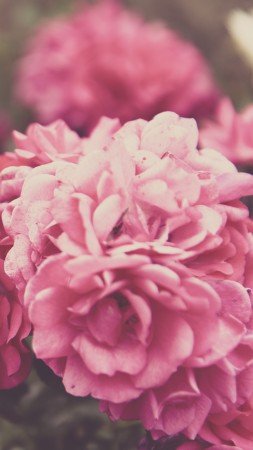 Roses, 4k, 5k wallpaper, 8k, flowers, pink (vertical)