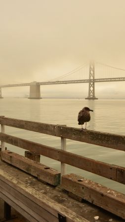 Bay Beach, San Francisco, California USA, Best Beaches in the World, travel, tourism (vertical)