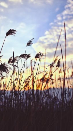 Grass, 4k, 5k wallpaper, 8k, meadows, sunset, clouds (vertical)