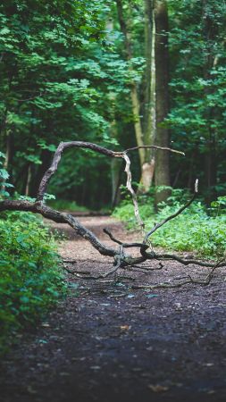 Forest, 4k, 5k wallpaper, 8k, branches, path, trees (vertical)