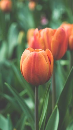 Tulips, 4k, 5k wallpaper, flowers, red, green (vertical)