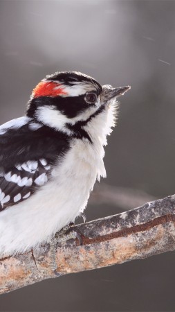 bird, snow, winter, plumage, white (vertical)