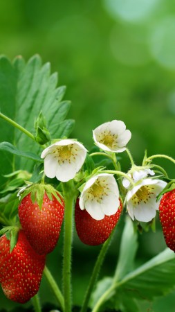 strawberries, greens, flowers, bokeh,  (vertical)