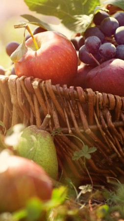 basket, grapes, apples, pears, greens, sun (vertical)