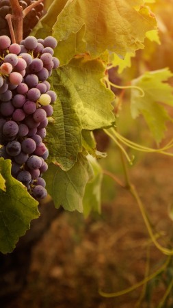 Red grapes, leaves, bunch (vertical)