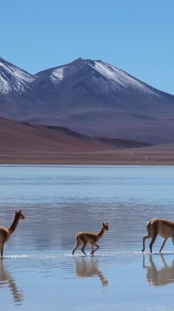 Lama, Laguna Blanca, Bolivia, mountains (vertical)