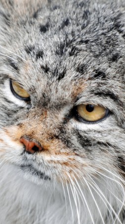 Manul, Grumpy cat, severe, fluffy, view (vertical)