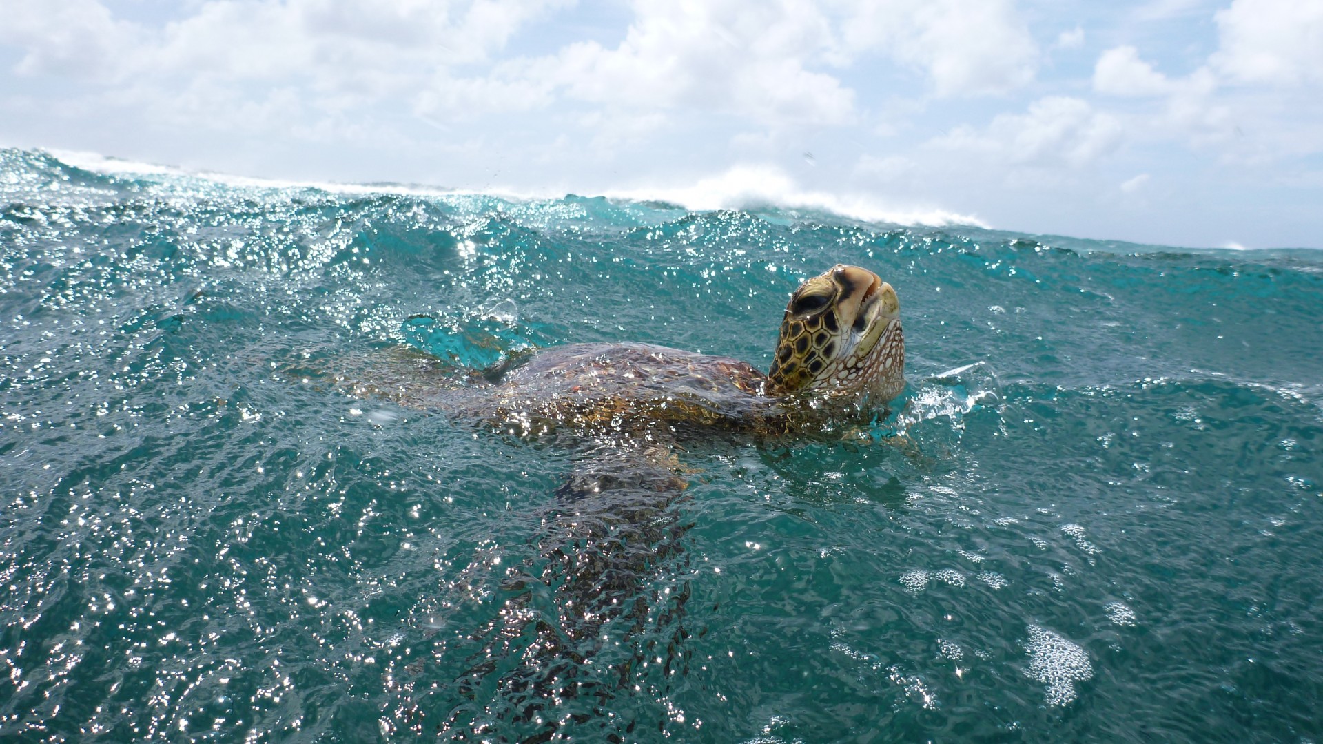 Turtle, surfing, water, sea, ocean, underwater, animal, sky, clouds, Malaysia, World's best diving sites (horizontal)